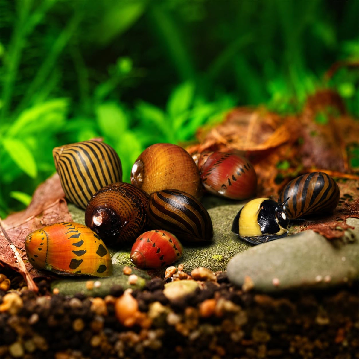 Assorted Nerite Snails 6 Pack Freshwater Aquarium Snails P417759