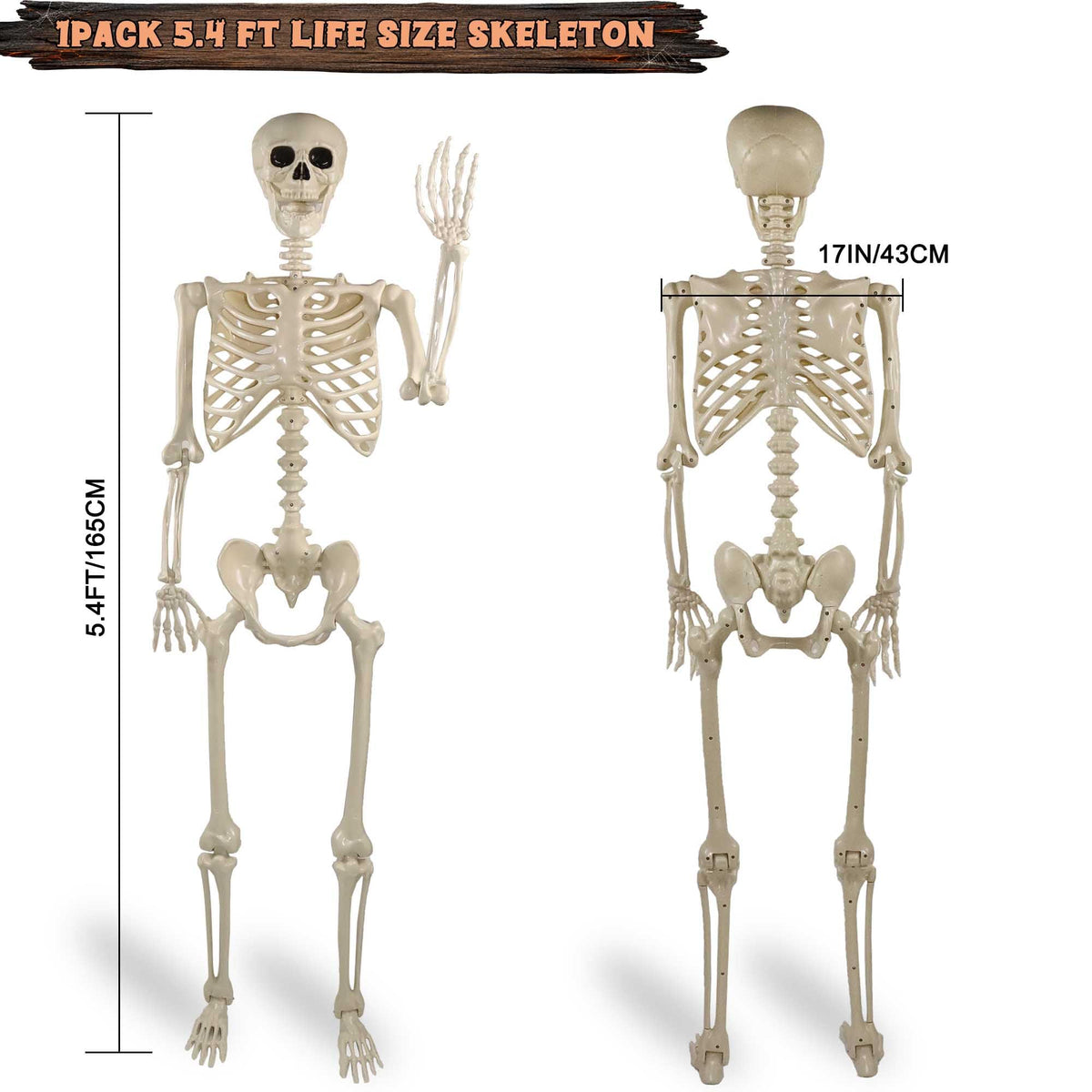 5.4ft Posable Life Size Skeleton with Movable Joints Y895593