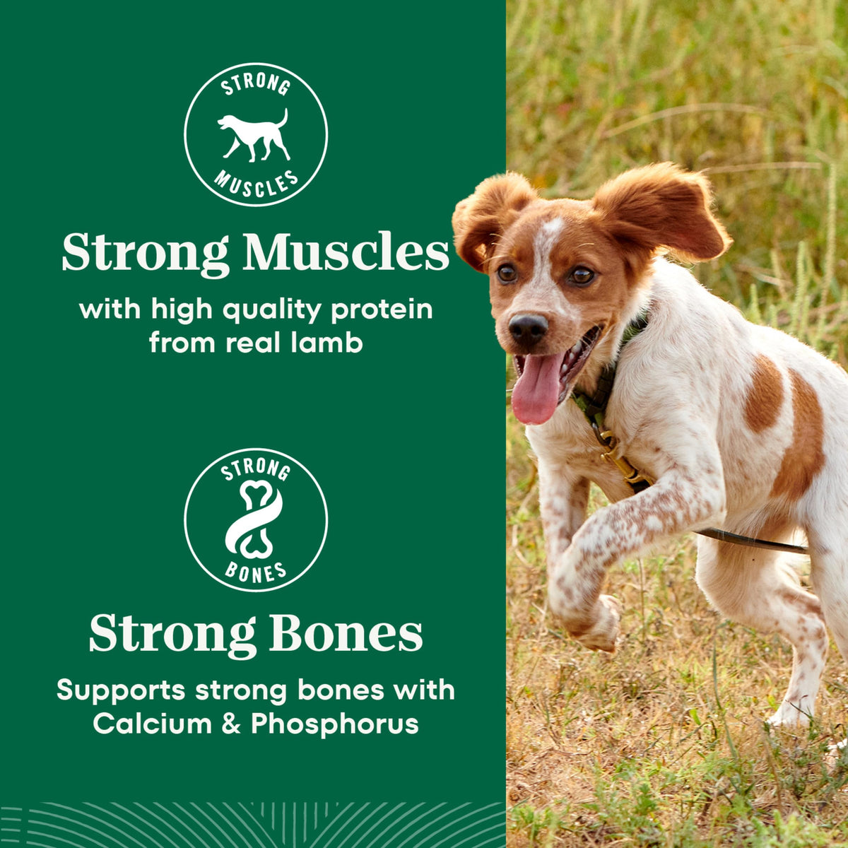 Chicken & Rice Dry Dog Food X9148